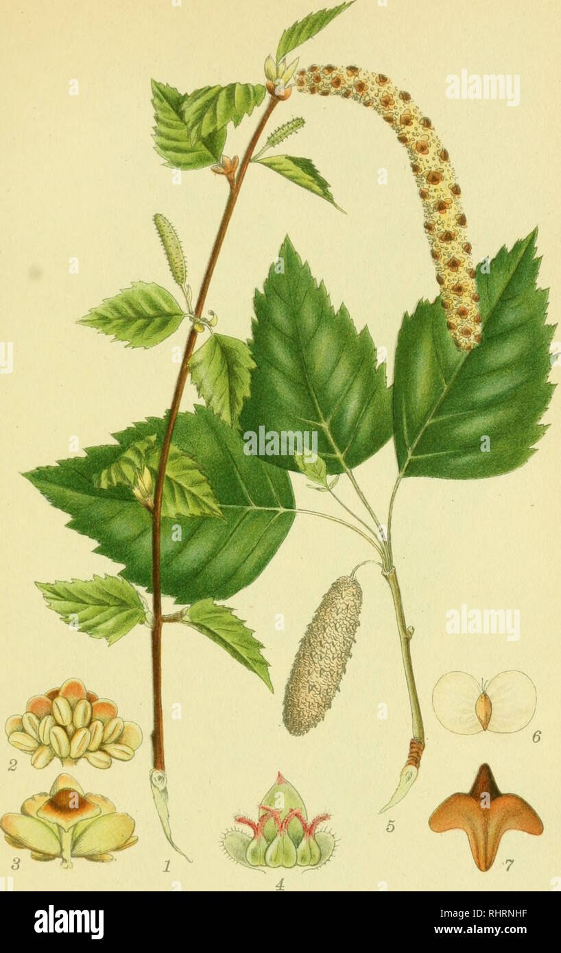 Береза пушистая Betula pubescens