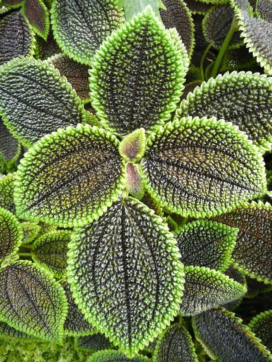 Цветок Крапивка колеус