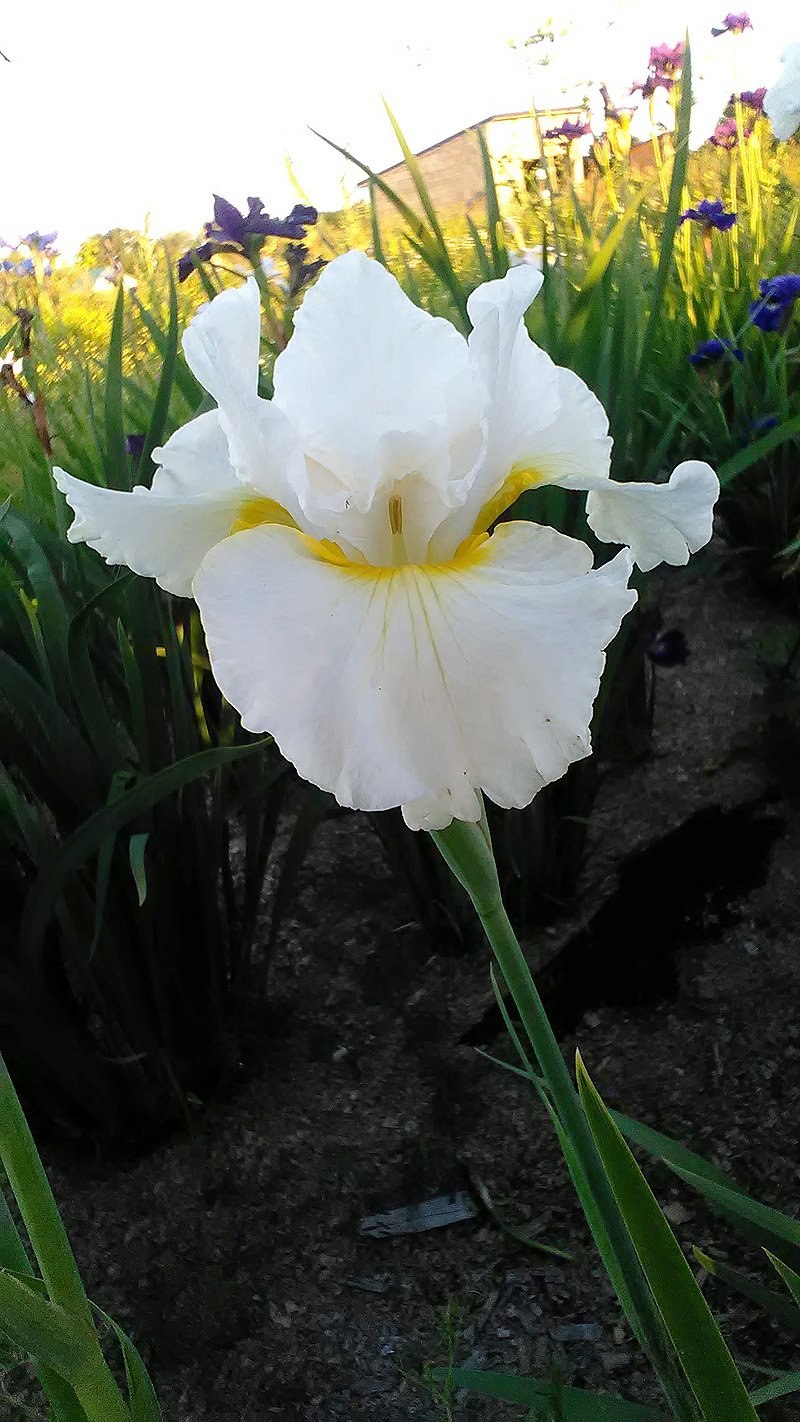 Ирис Сибирский Imperial Opal