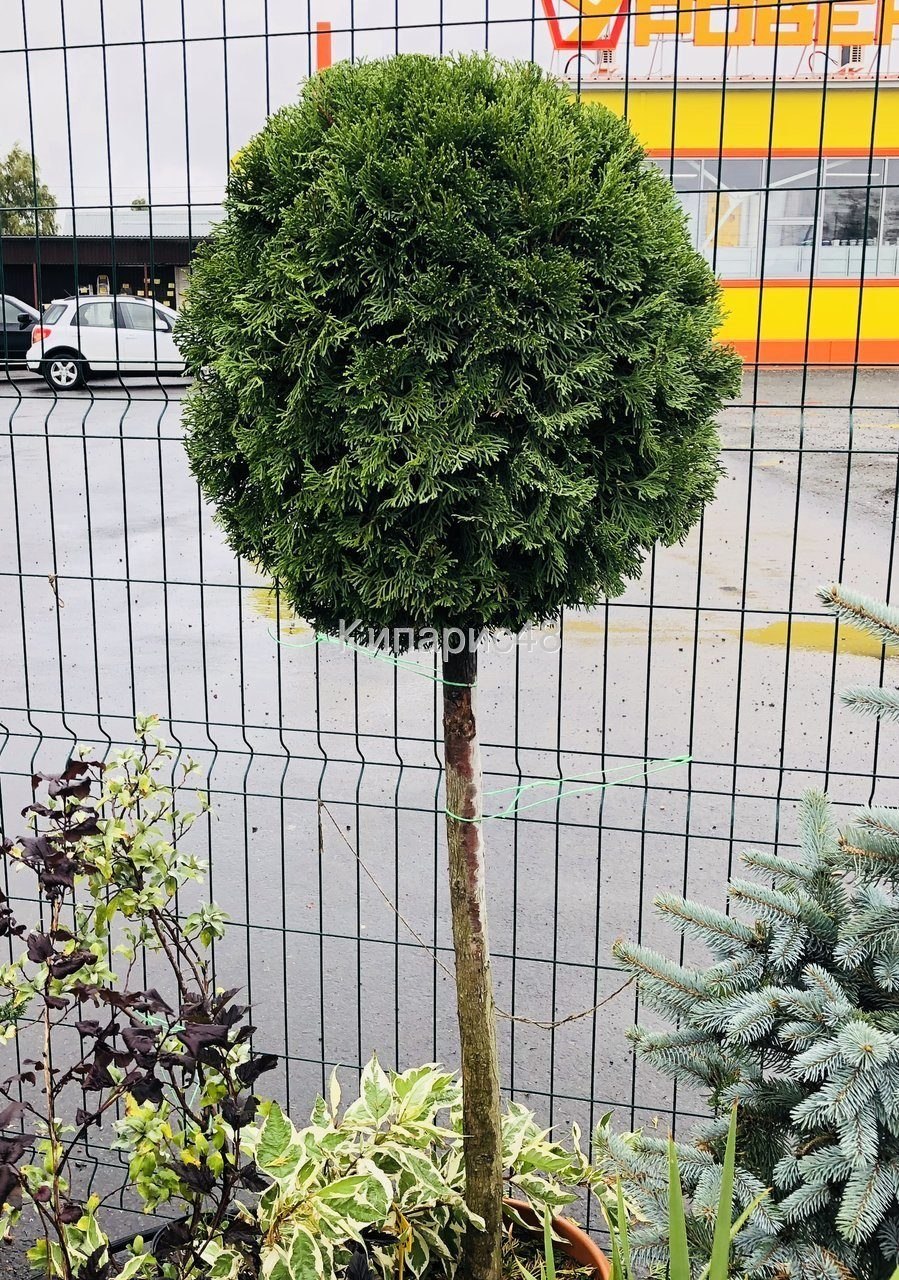 Можжевельник Глейсер