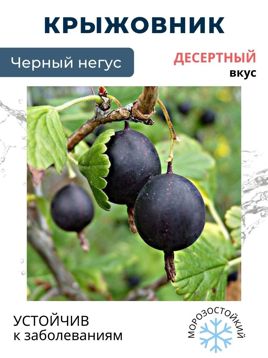 Негус крыжовник куст