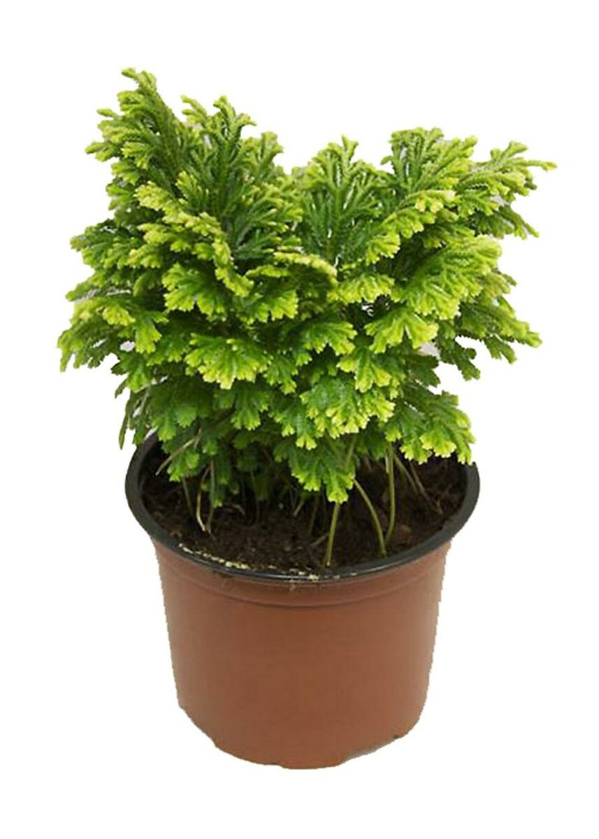 Селагинелла Плант микс