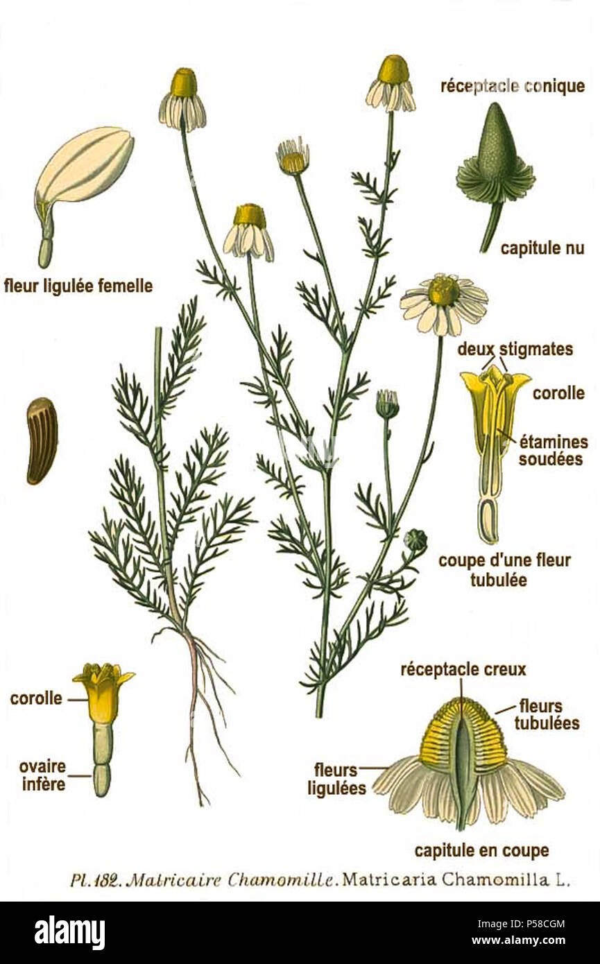 Ромашка Луговая нивяник