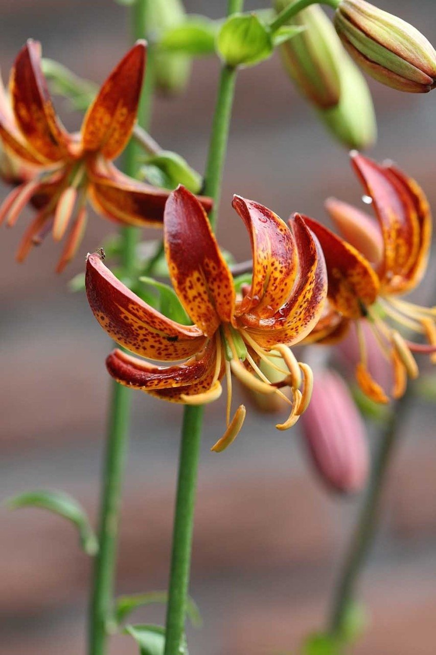 Лилия Арабиан Найт