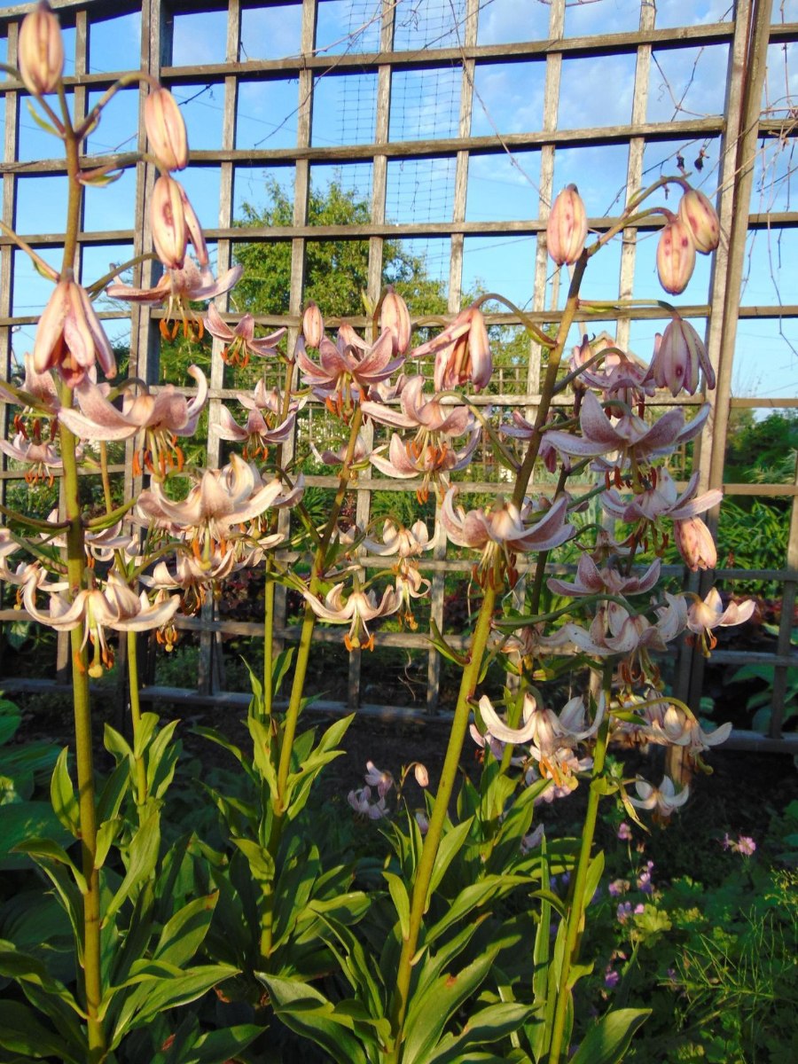 Мартагон Лилия кудреватая саранка