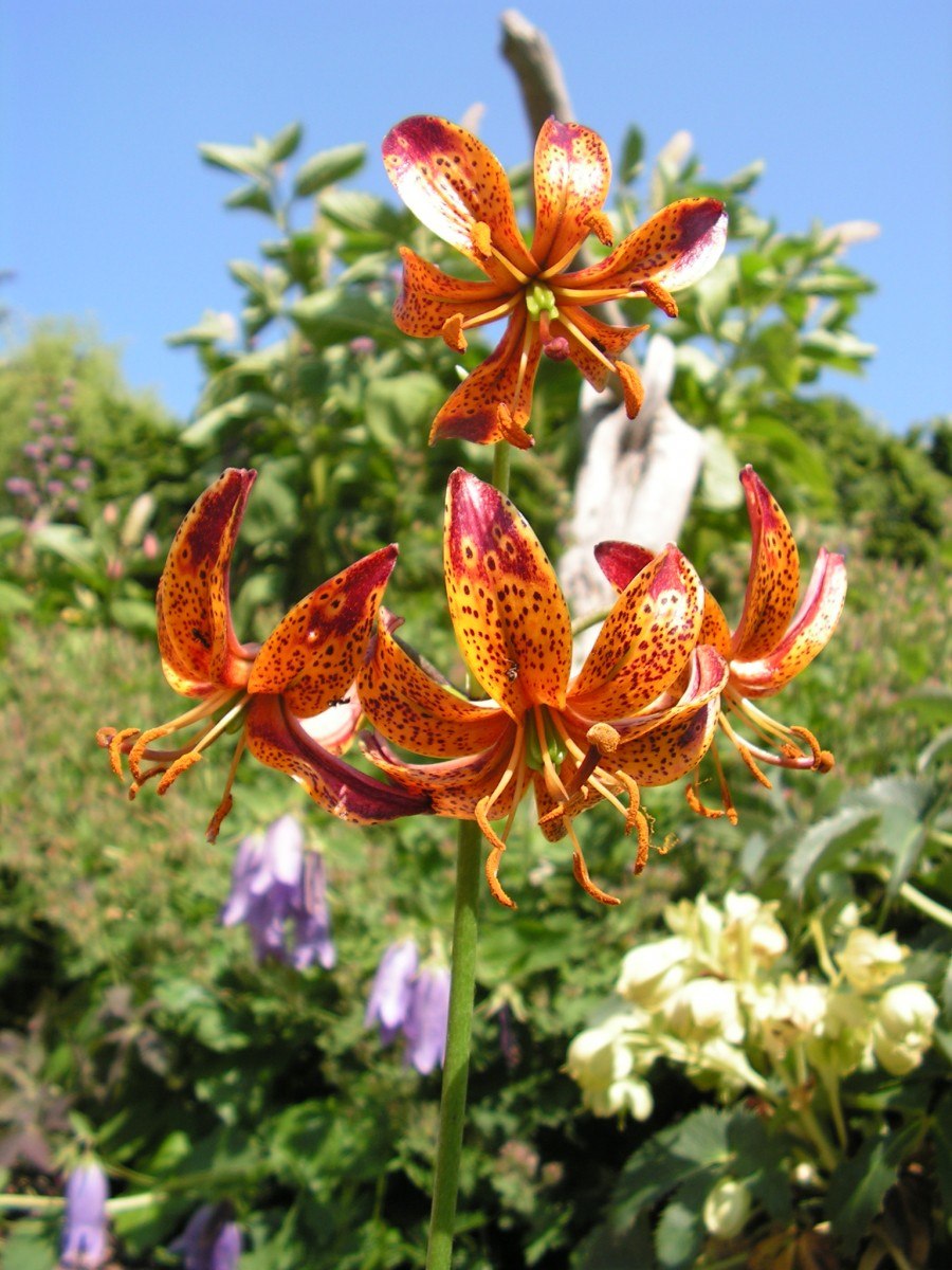 Лилия мартагон Arabian Night