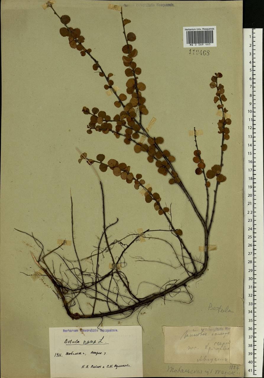 Корневая система карликовой березы