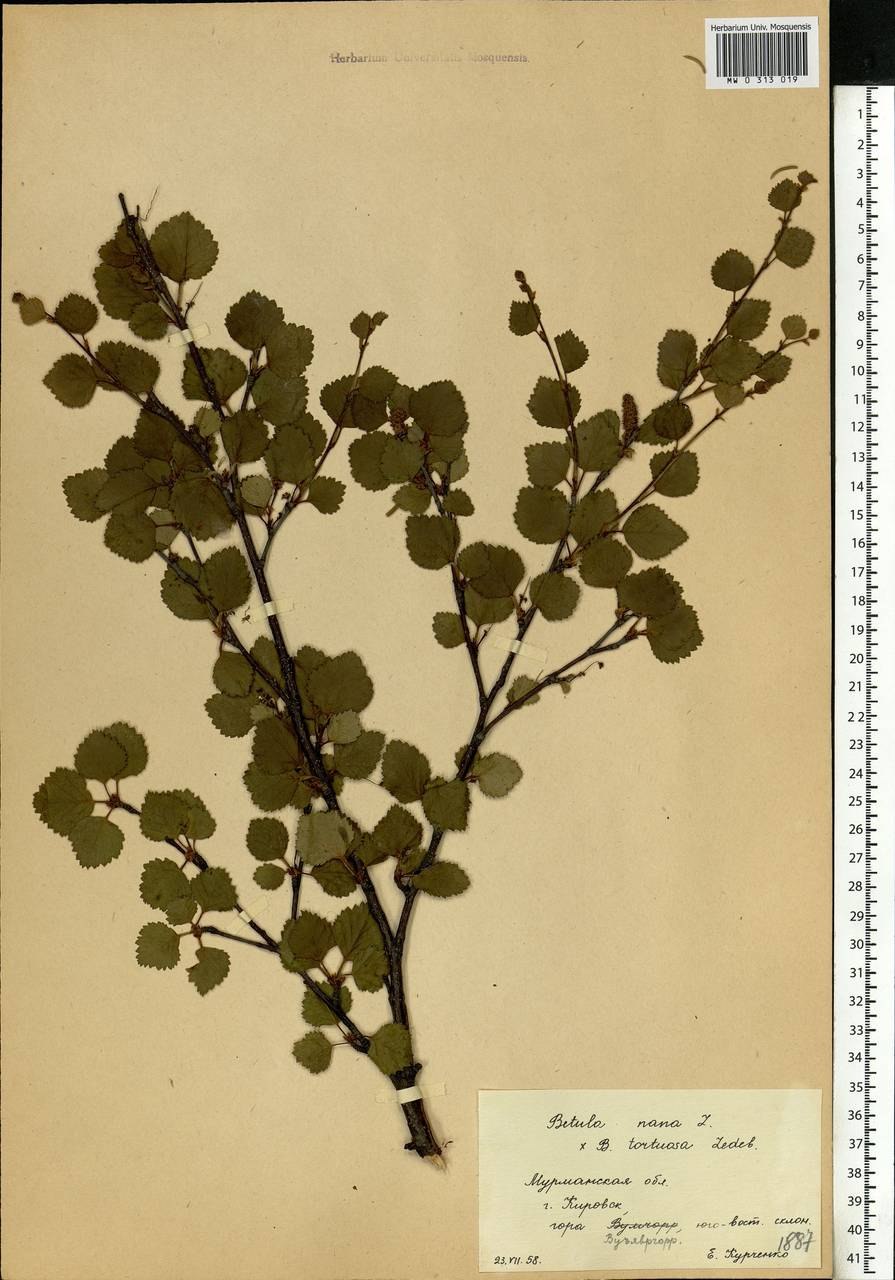 Betula Nana плод