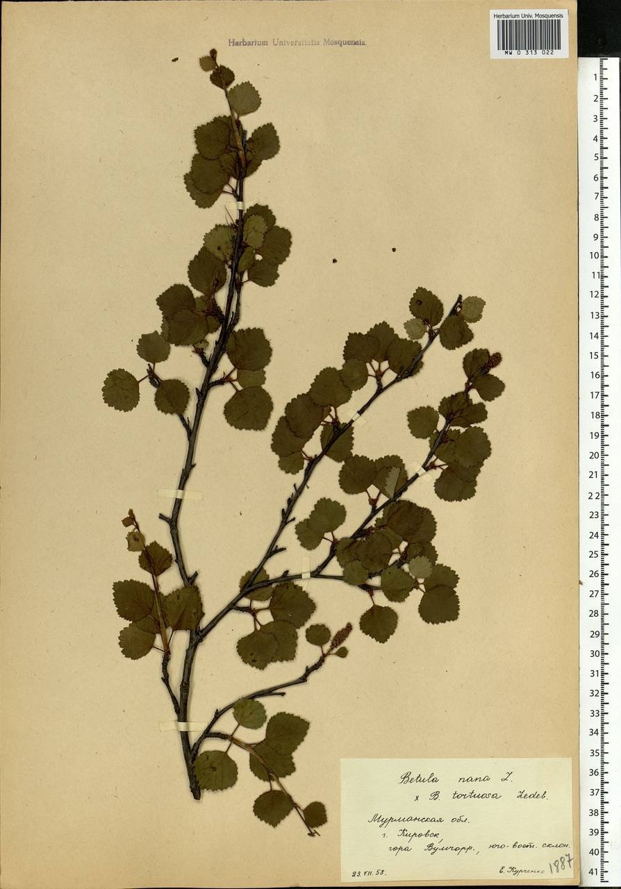 Березовое Редколесье Кольского полуострова