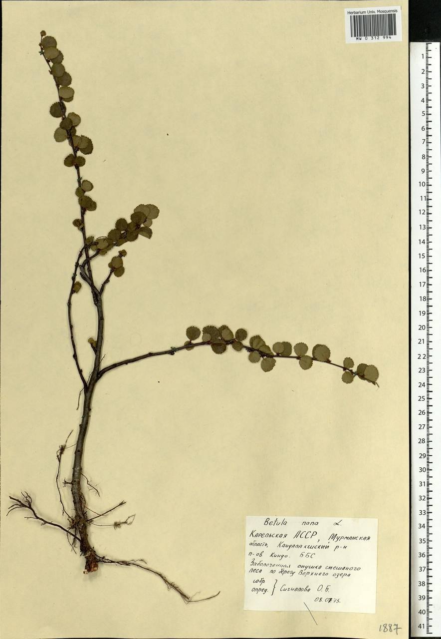 Карликовая береза веточка