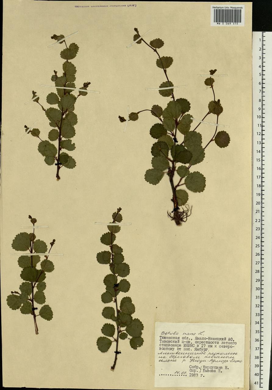 Карликовая береза на прозрачном фоне