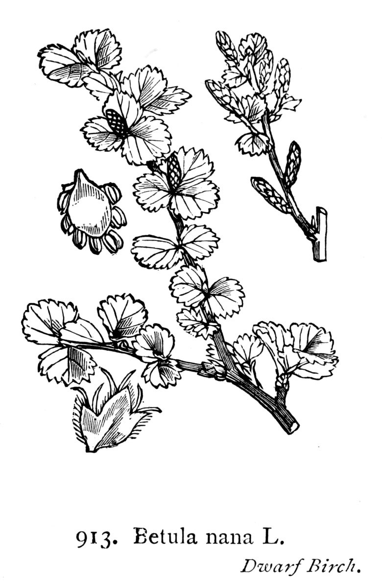 Береза Нана