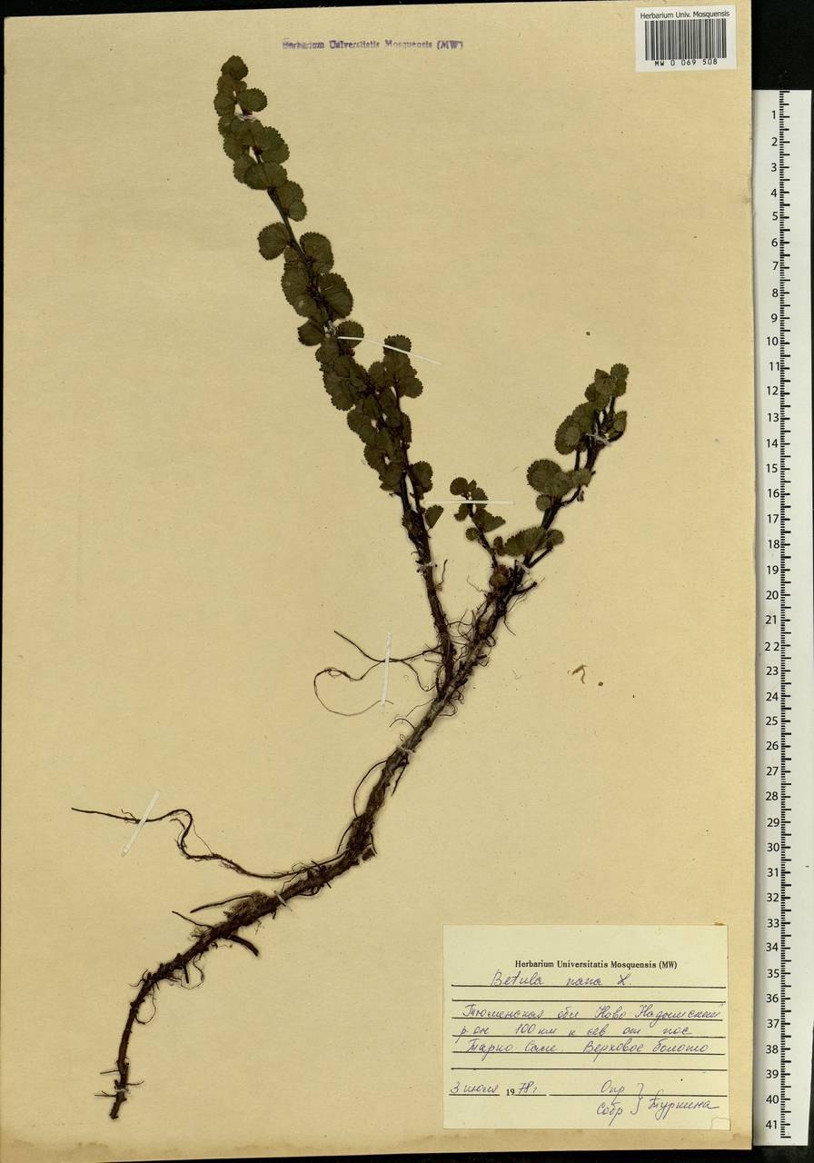 Корневая система карликовой березы