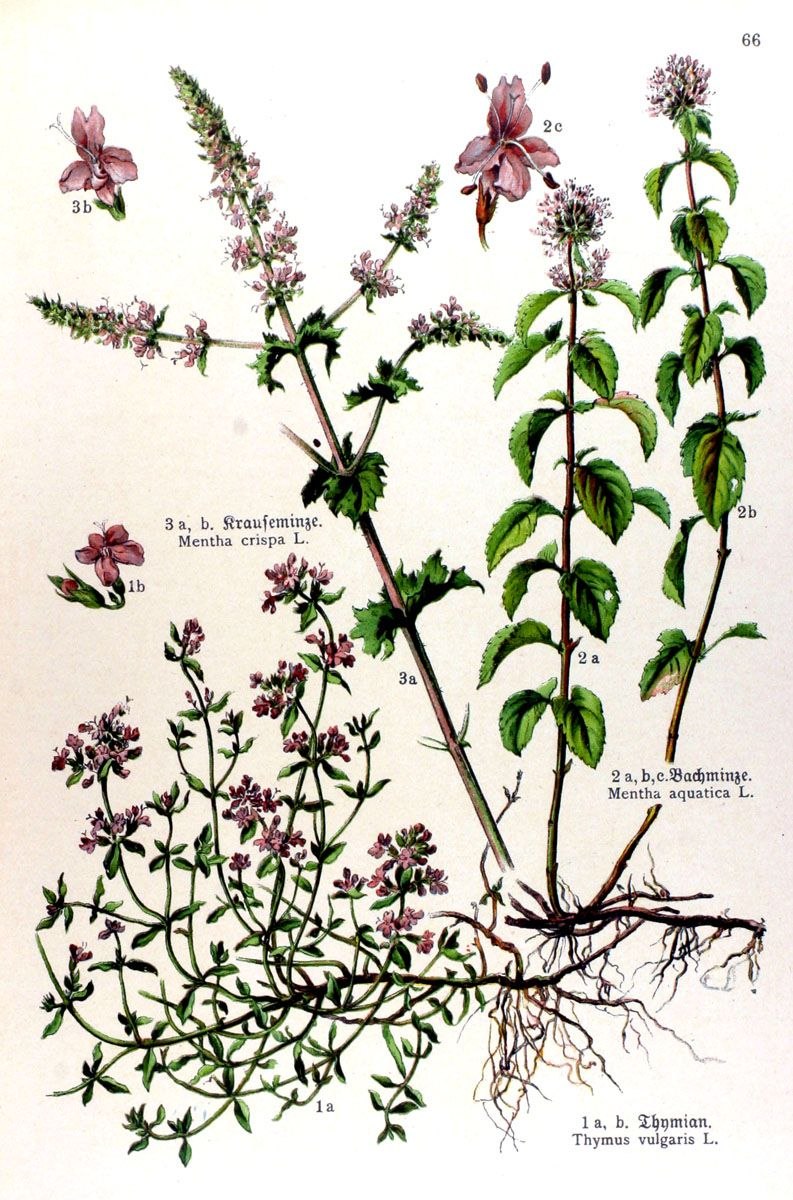 Трава мелиссы лекарственной - herba Melissae officinalis