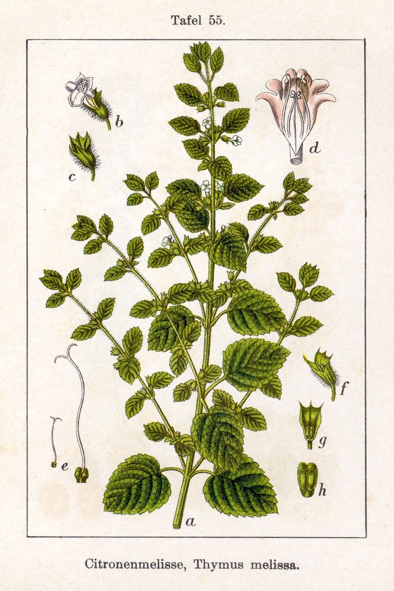 Чай травяной травы горного Крыма Мелисса