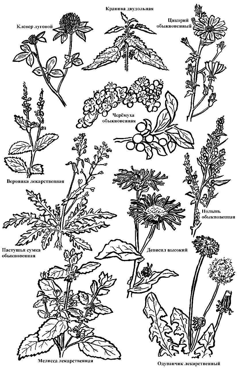 Жизненные формы