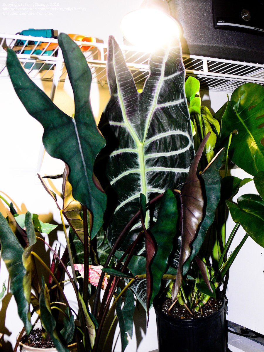 Алоказия Найроби Найт