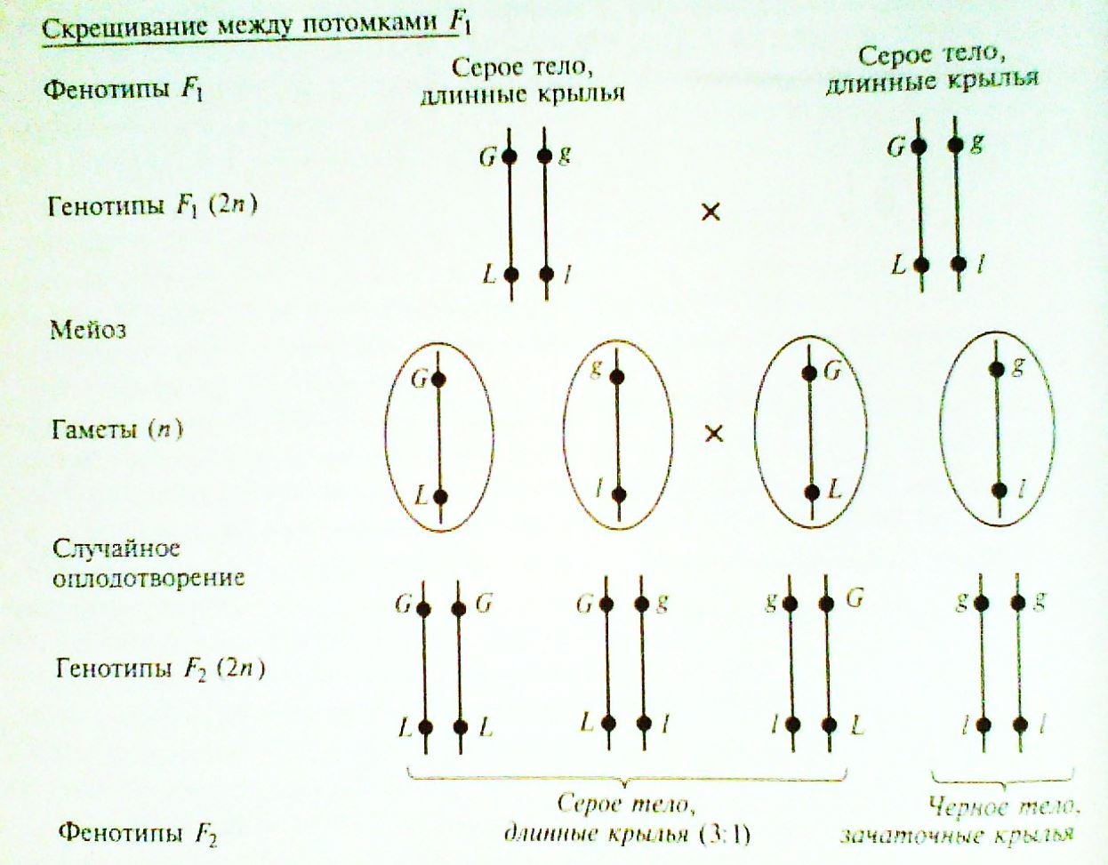 Наследование при полном сцеплении генов. Схема неполного сцепленного наследования. Сцепленное наследование схема скрещивания. Сцепленное наследование генов схема. Неполное сцепление схема скрещивания.