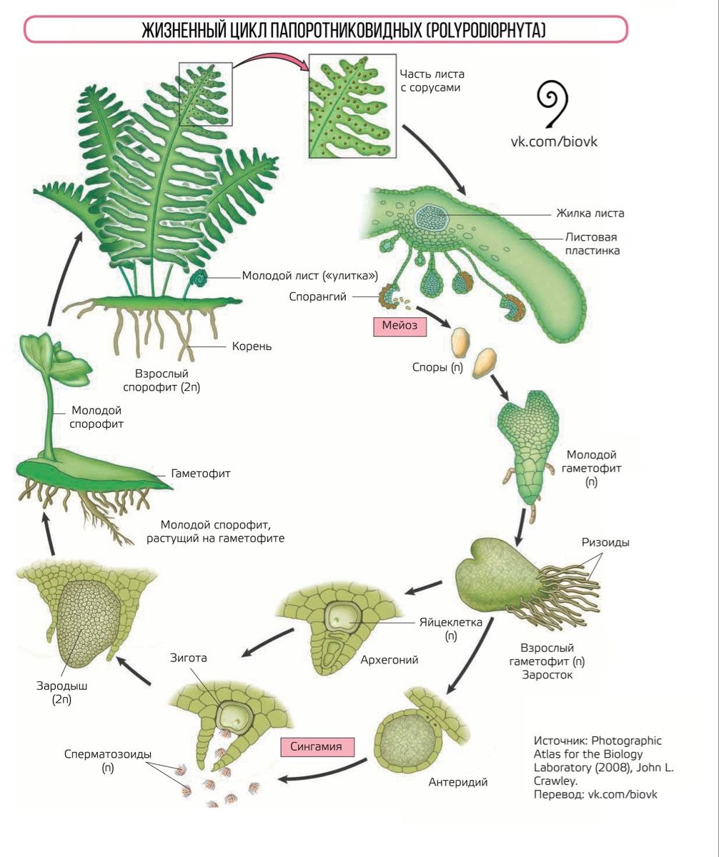 Жизненный цикл биология. Папоротник жизненный цикл губки. Жизненный цикл папоротниковидных. Папоротники биология. Жизненный цикл папоротника.