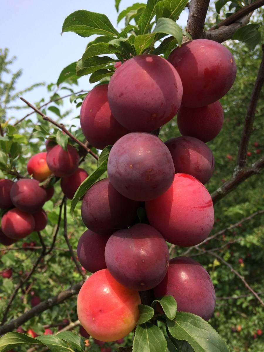 Алыча карамельная