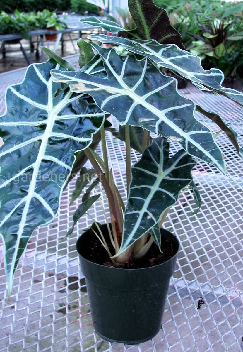 Алоказия Полли на подоконнике