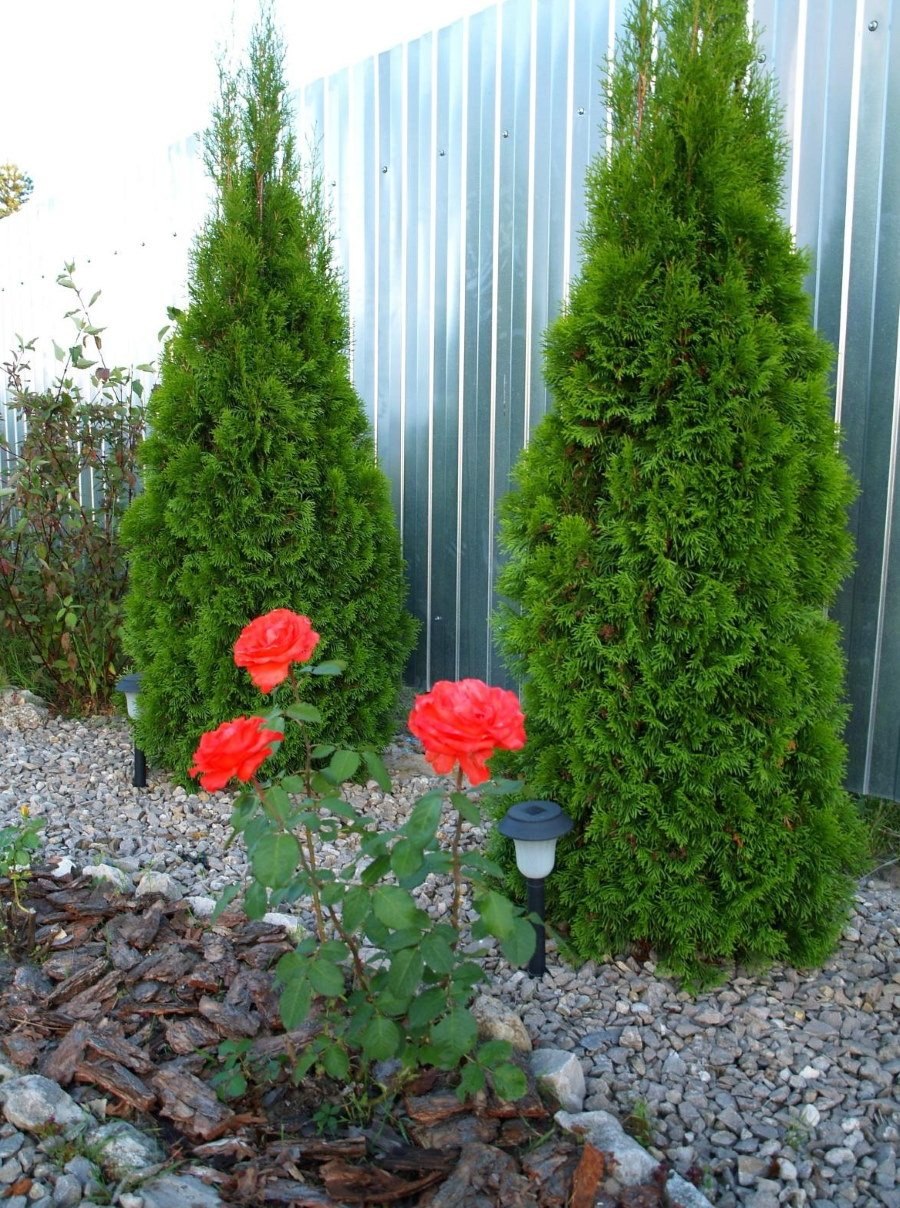 Туя Грин рокет