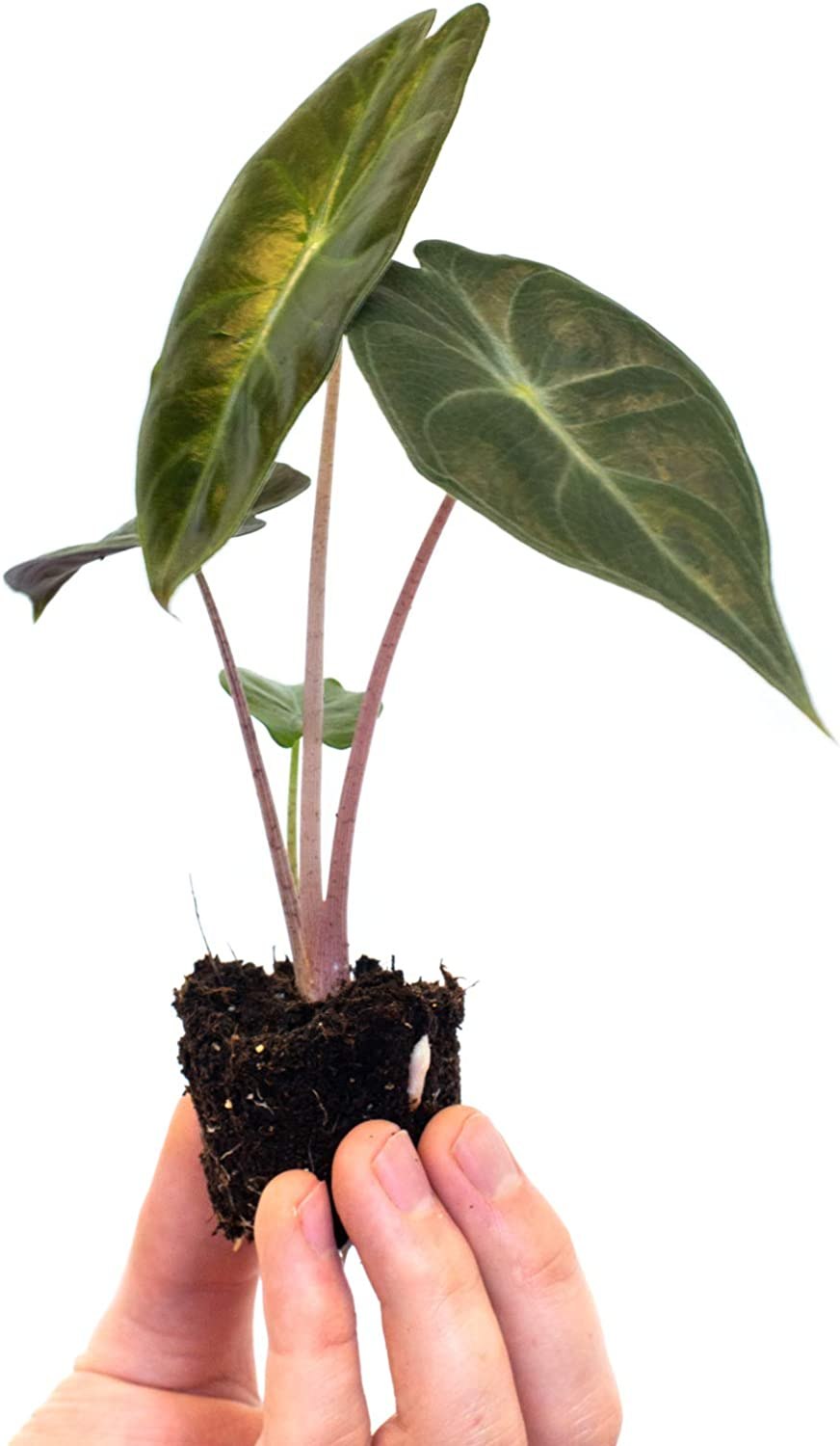 Алоказия клобучковая