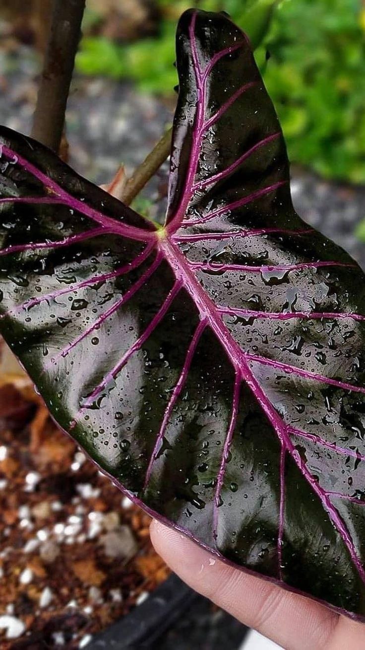 Alocasia ... Longiloba/алоказия