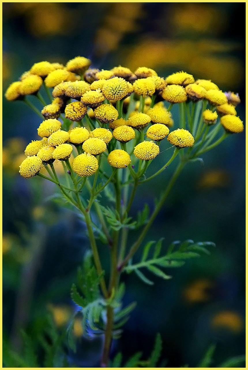 Пижма обыкновенная - Tanacetum vulgar
