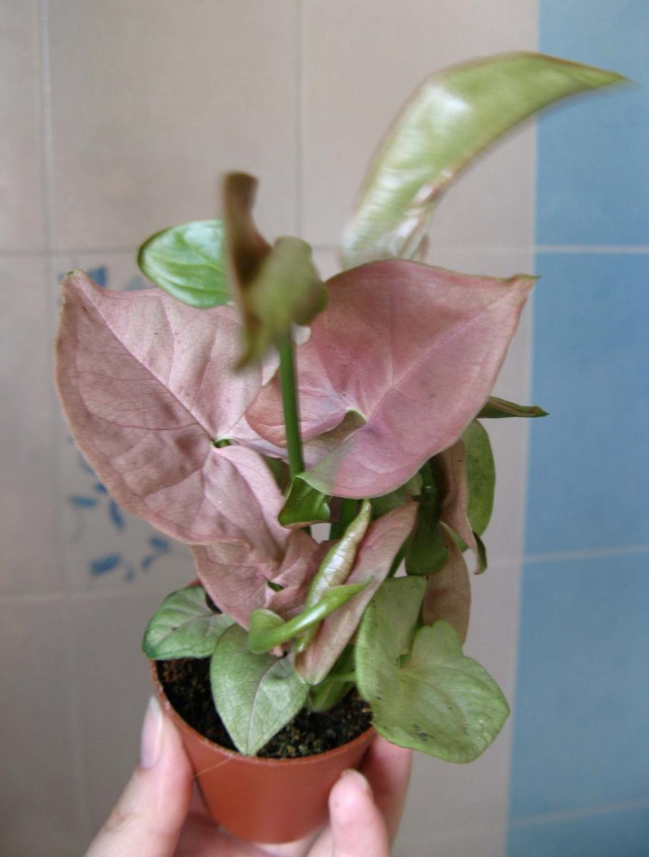 Syngonium Aurea var