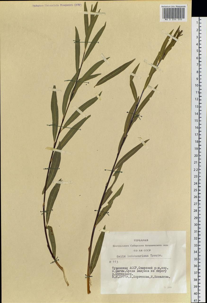 Ива белая (Salix Alba)