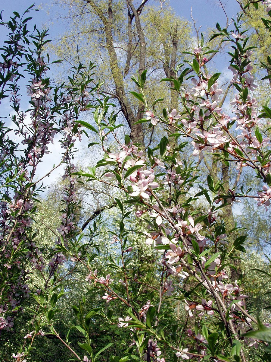 Ива плакучая (Salix)