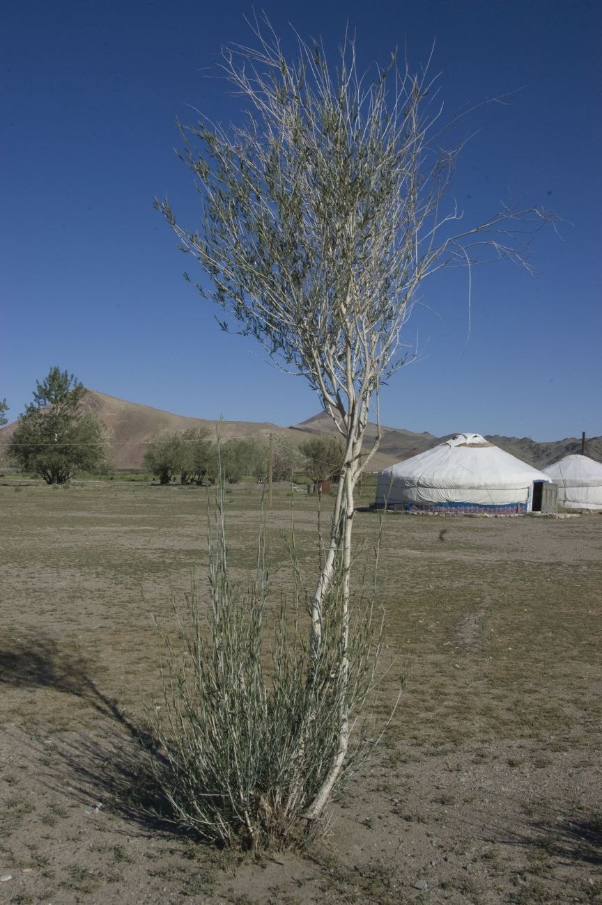 Ива белая (Salix Alba)