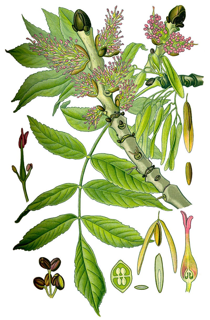 "Ясень обыкновенный (Fraxinus Exсelsior