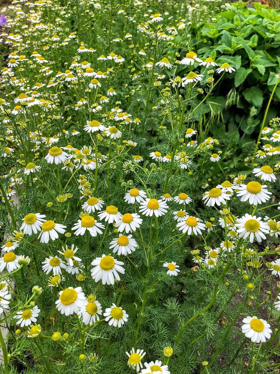 Ромашка (Anthemis Nobilis)