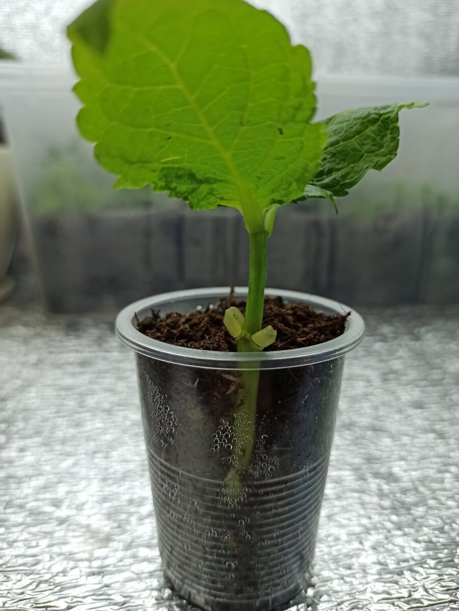 Укоренить базилик