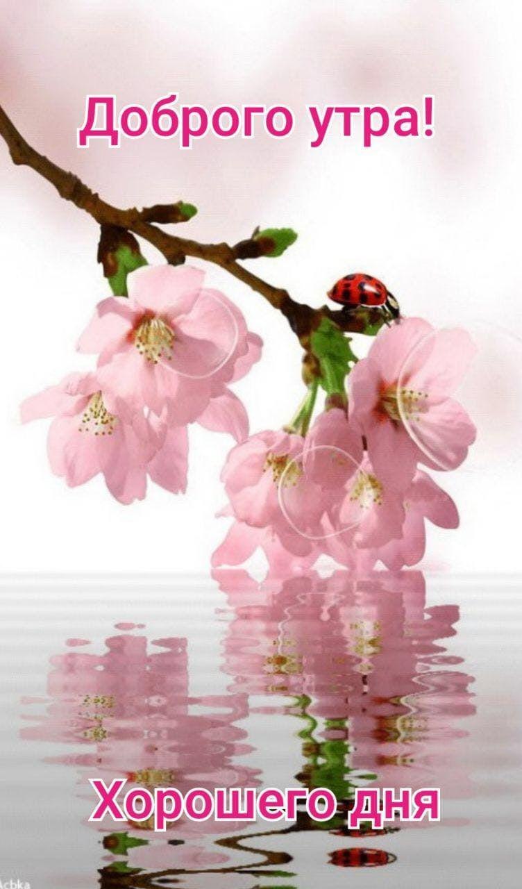 Яблони в цвету вечер