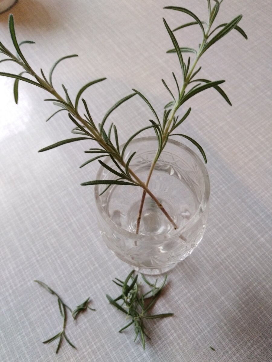 Сантолина черенки