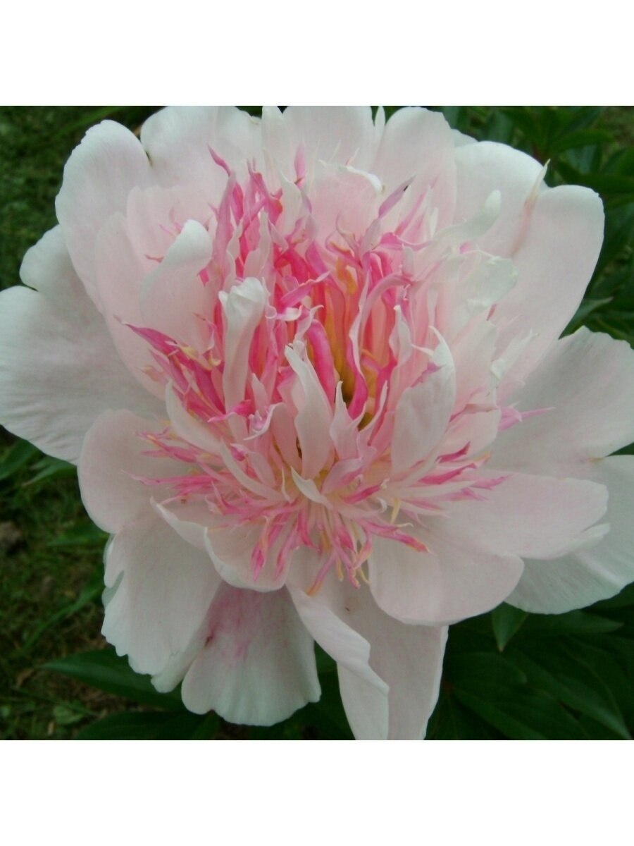 Пион молочноцветковый do tell