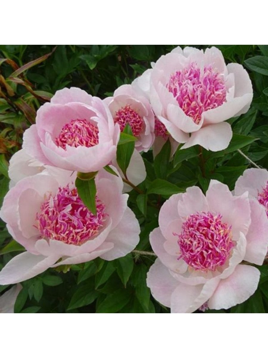 Пион травянистый Сюзетт