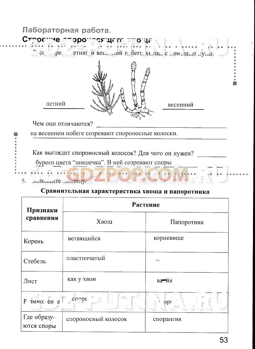 Внешнее строение папоротника лабораторная