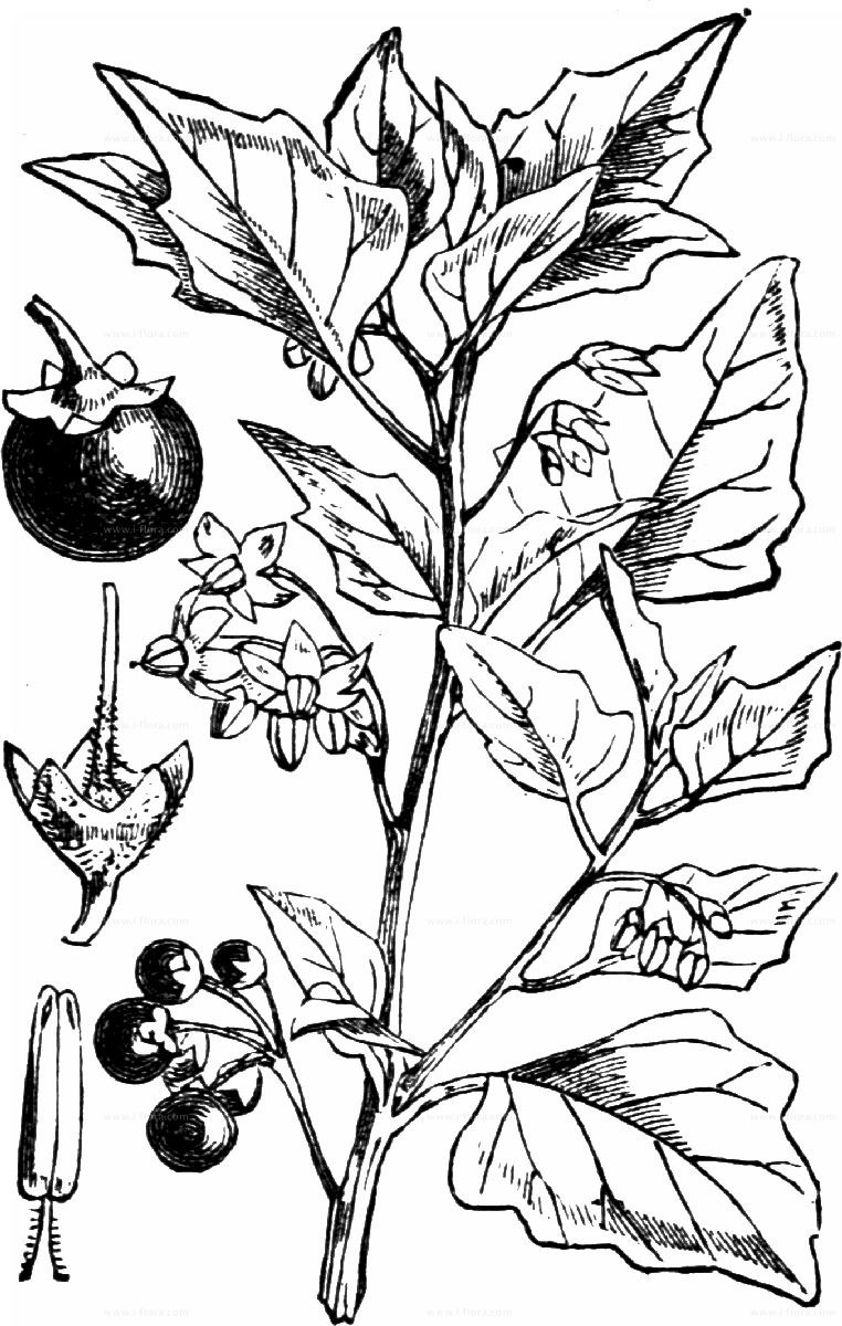 Пасленовые растения размножение