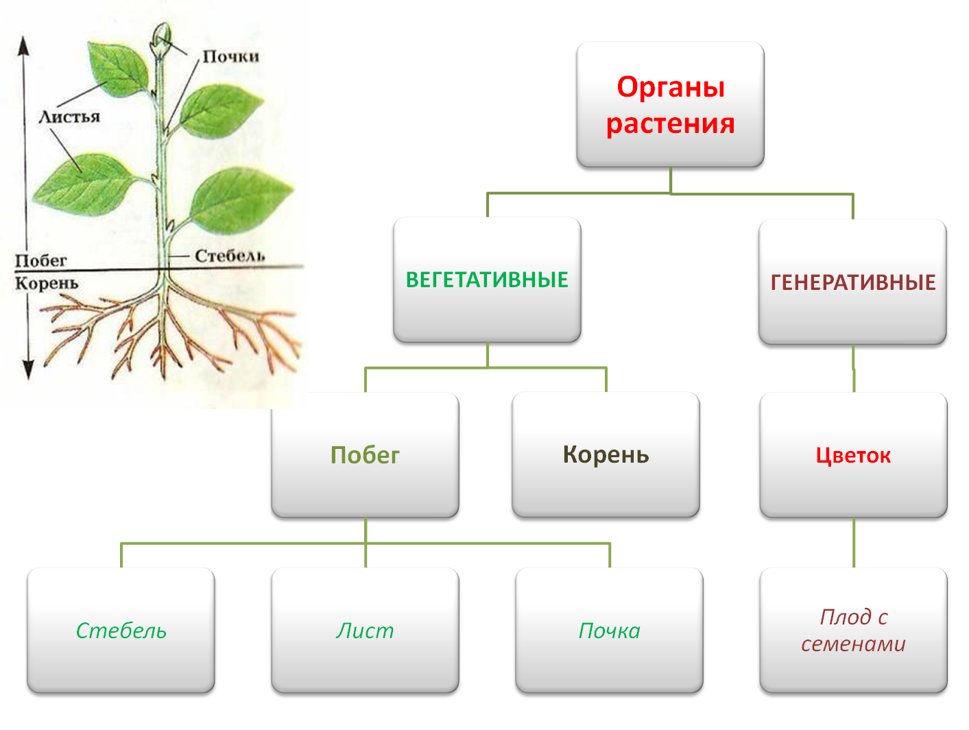 Процессы в жизни растений 5 класс биология