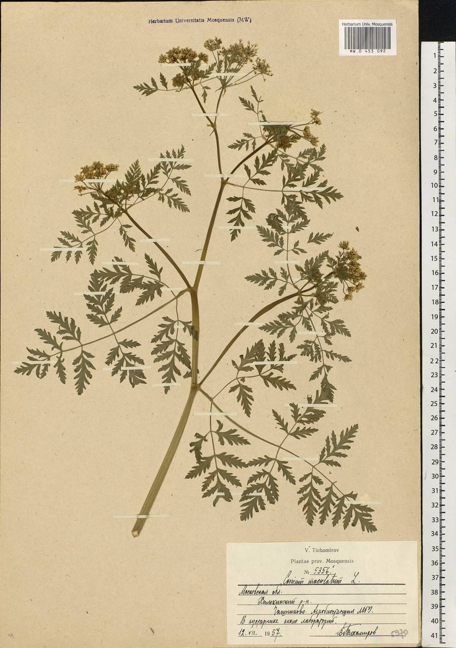 Conium maculatum болиголов пятнистый