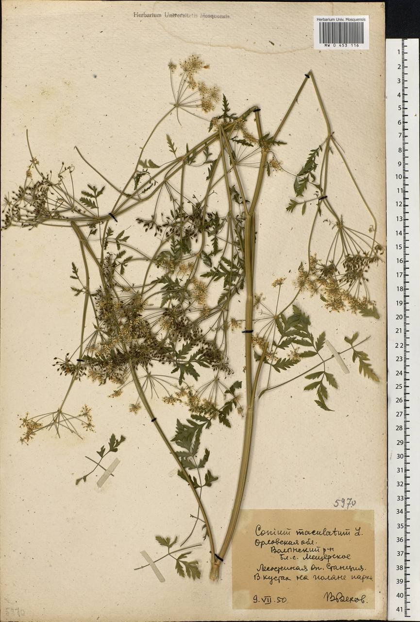 Болиголов Ботаническая иллюстрация