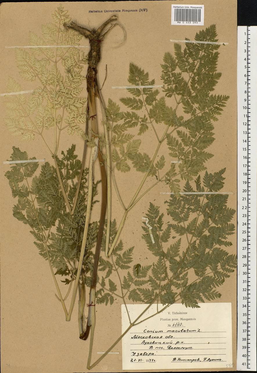 Купырь Лесной и вех