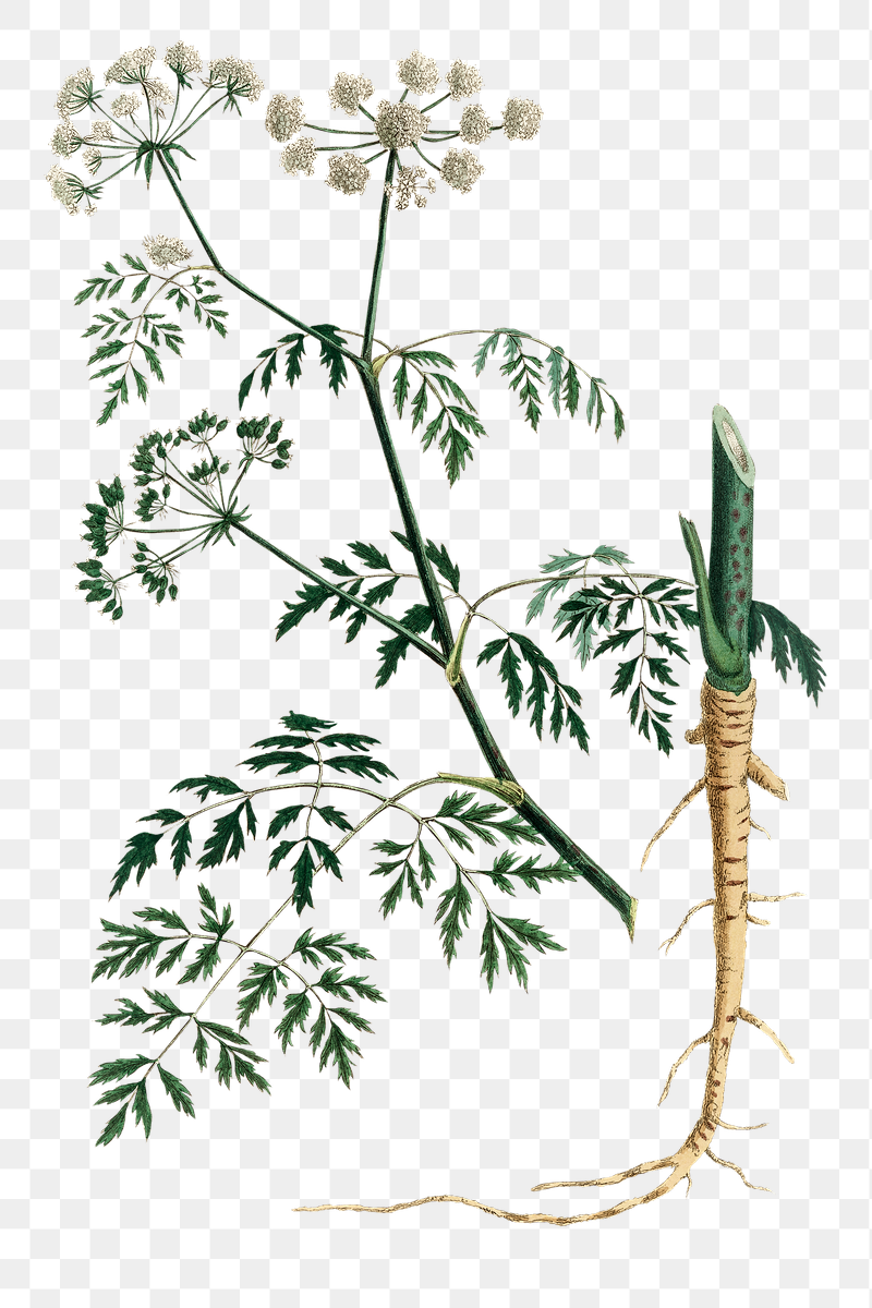 Болиголов крапчатый гербарий