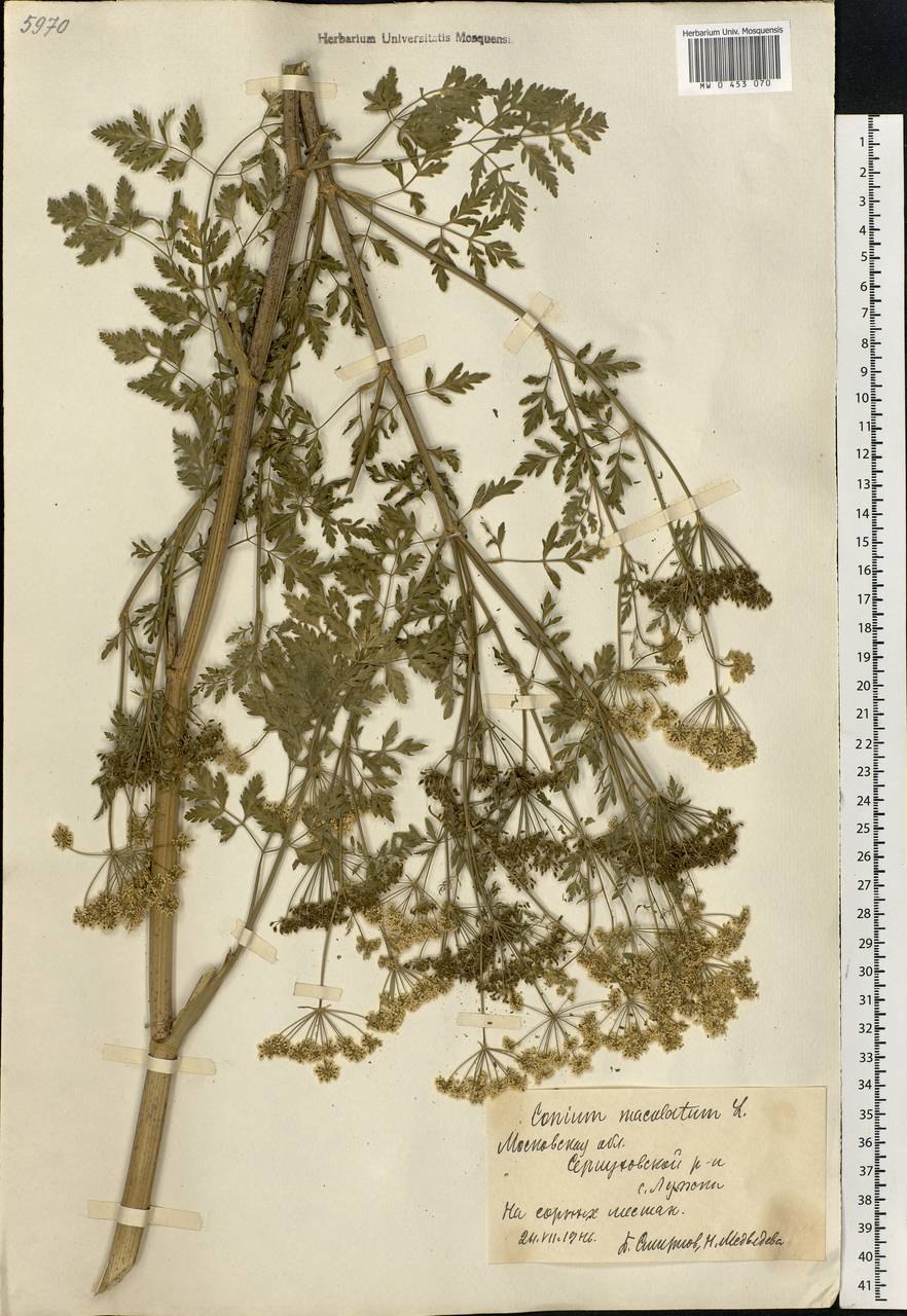 Болиголов пятнистый корневая система