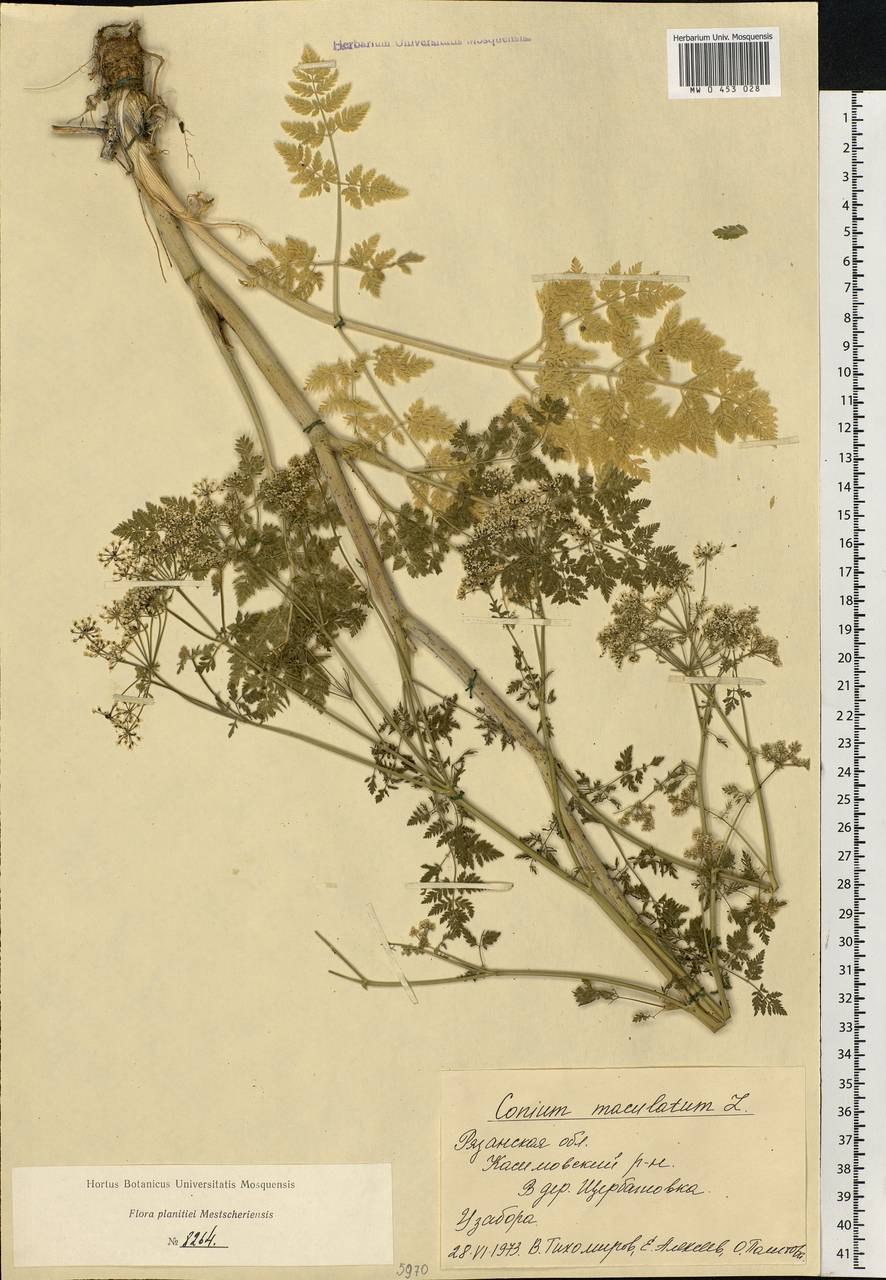 Болиголов пятнистый борщевик