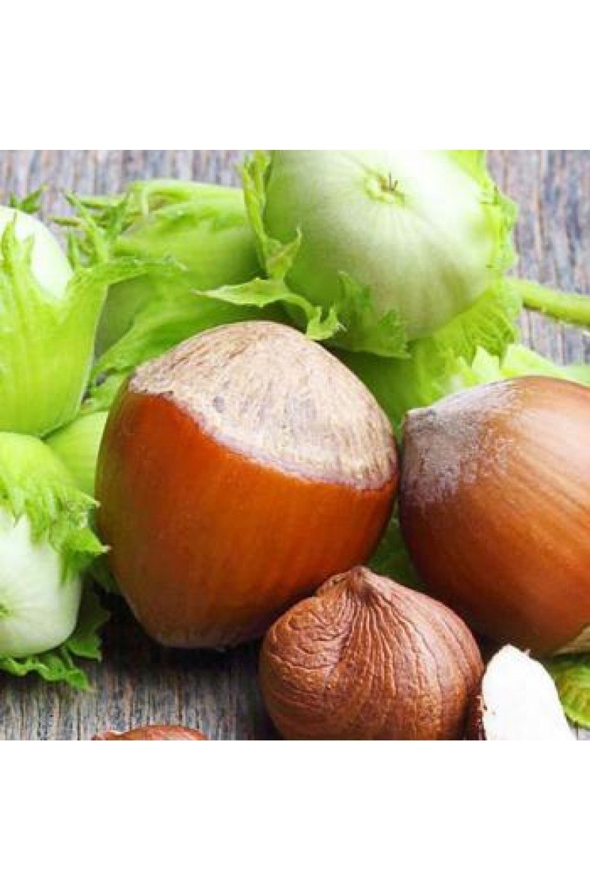 Лещина краснолистная